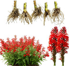 5 Red Cardinal Flower Live Roots, Lobelia Cardinalis, Hardy Perennial Flower, Ready to Plant for Outdoor Garden & Landscaping