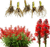5 Red Cardinal Flower Live Roots, Lobelia Cardinalis, Hardy Perennial Flower, Ready to Plant for Outdoor Garden & Landscaping