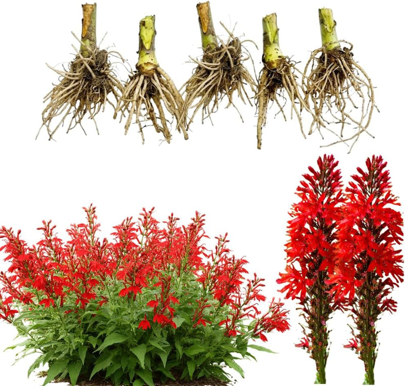 5 Red Cardinal Flower Live Roots, Lobelia Cardinalis, Hardy Perennial Flower, Ready to Plant for Outdoor Garden & Landscaping