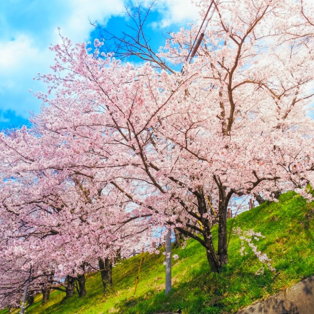 Yoshino Cherry Tree Live Plant, 6-12 Inch Tall Starter Plant, Japanese Cherry Blossom Tree, Easy Care Flowering Tree for Planting Outdoors