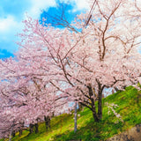 Yoshino Cherry Tree Live Plant, 6-12 Inch Tall Starter Plant, Japanese Cherry Blossom Tree, Easy Care Flowering Tree for Planting Outdoors