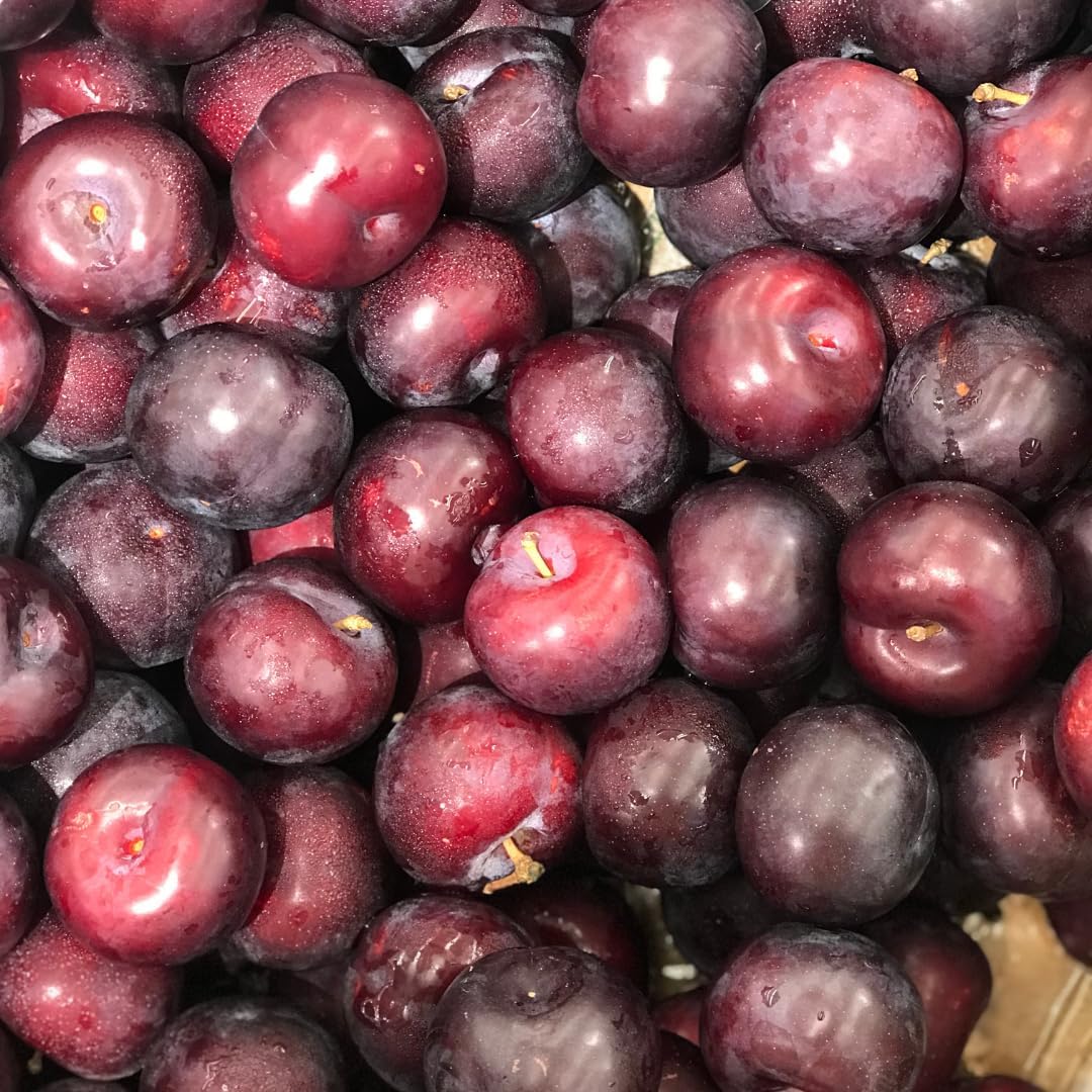 (No Ship to CA, HI, AK) Methley Plum Trees Plant, 3 Feet Tall, Japanese Plum Trees Live Plants Ready to Fruit for Outdoor Garden and Yard