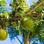 Green Caimito Seedling Plant Potted Fruit Tree | 30 – 36 Inches Tall | Green Star Apple Live Fruit Tree for Planting | Smooth Fuit Easy-Care Outdoor Plant | No Ship to CA,HI,AK