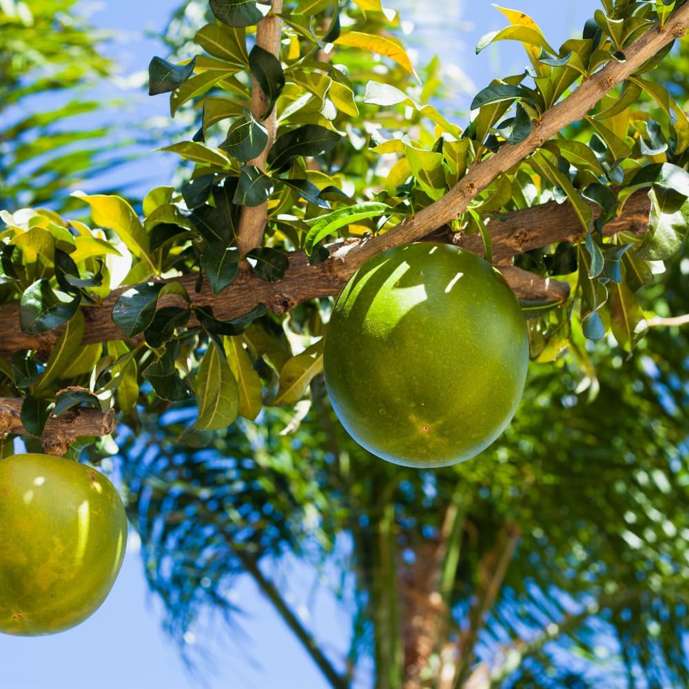 Green Caimito Seedling Plant Potted Fruit Tree | 30 – 36 Inches Tall | Green Star Apple Live Fruit Tree for Planting | Smooth Fuit Easy-Care Outdoor Plant | No Ship to CA,HI,AK