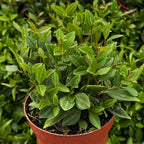 Peperomia Live Plant, Peperomia Beetle, Houseplant in 4'' Inch Pot, Easy Indoor Plant Live for Shelves, Desks & Small Spaces