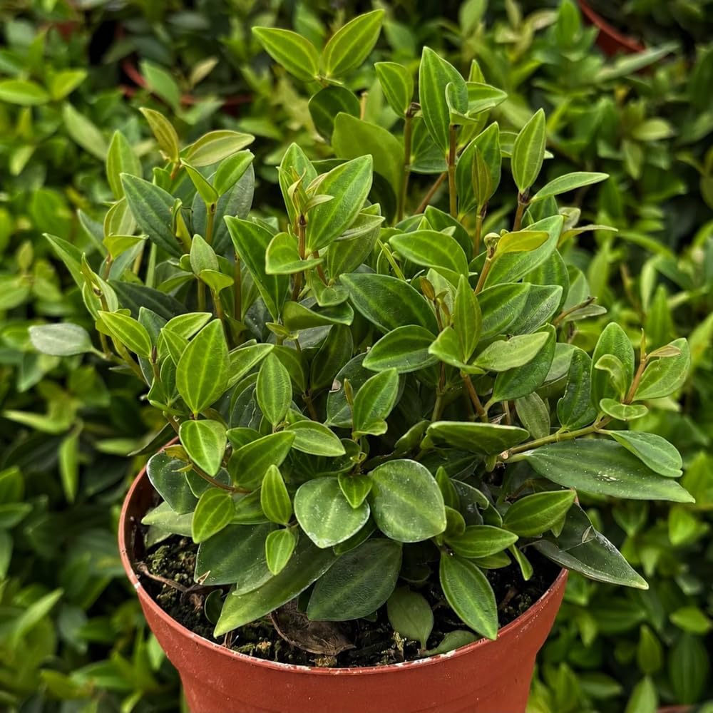 Peperomia Live Plant, Peperomia Beetle, Houseplant in 4'' Inch Pot, Easy Indoor Plant Live for Shelves, Desks & Small Spaces