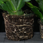 Yellow Christmas Cactus Live Plant | 3–4 Inch Tall Indoor Houseplant | Well-Rooted Holiday Cactus | Gift Story Card for Friends & Gift for New Home