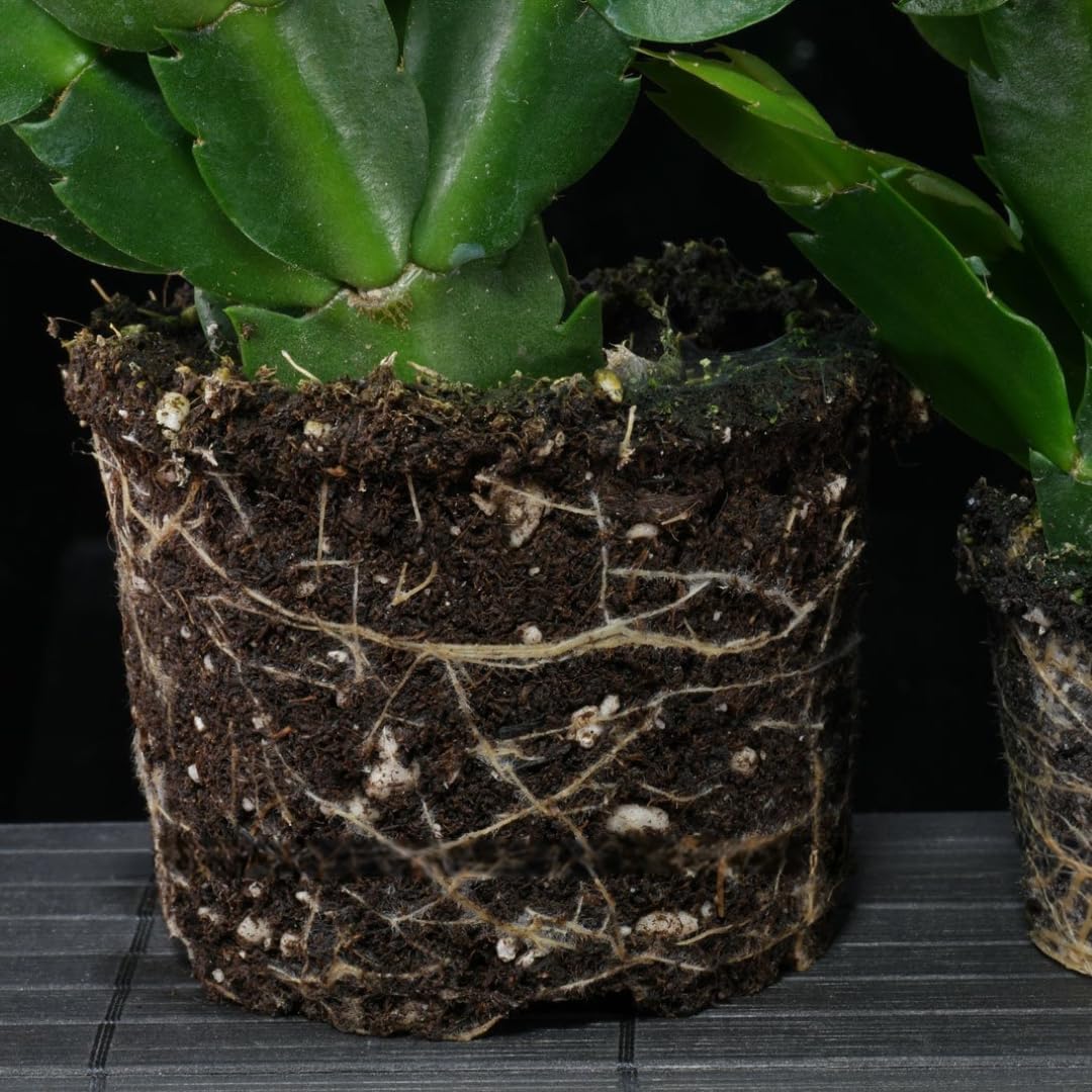 Yellow Christmas Cactus Live Plant | 3–4 Inch Tall Indoor Houseplant | Well-Rooted Holiday Cactus | Gift Story Card for Friends & Gift for New Home