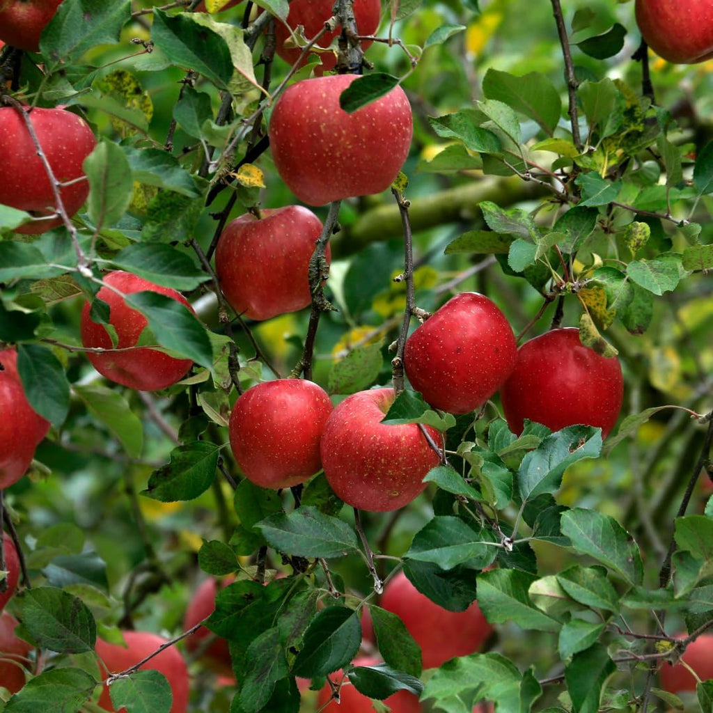 (No Ship to CA, HI, AK) Apple Tree Live Plant in 3 Gallon Pot, Fast Growing Zestar Apple Trees Live Plants Ready to Fruit, Perfect for Home Backyard and Garden