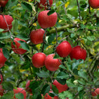 (No Ship to CA, HI, AK) Apple Tree Live Plant in 3 Gallon Pot, Fast Growing Zestar Apple Trees Live Plants Ready to Fruit, Perfect for Home Backyard and Garden
