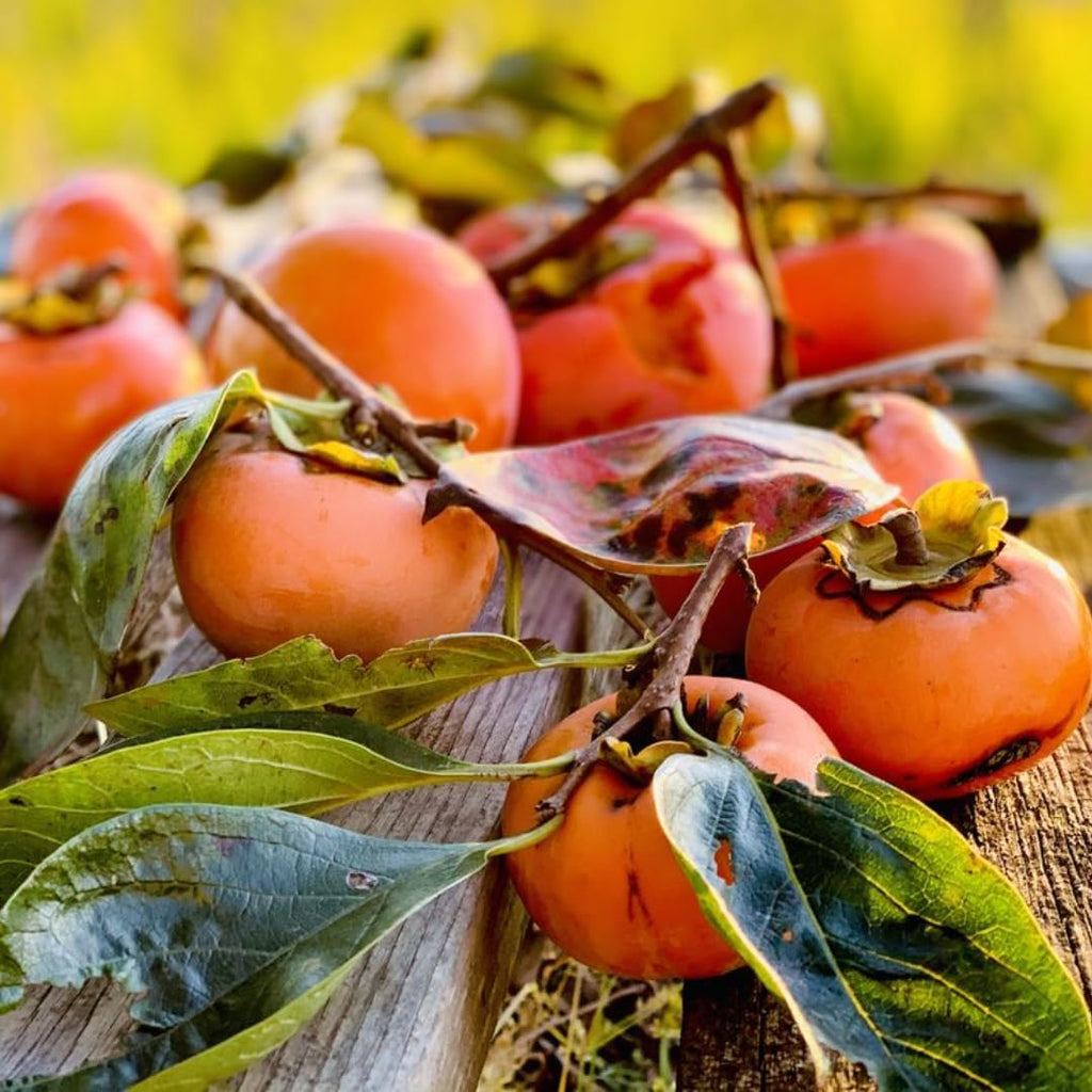 4 American Persimmon Tree Live Plant in 12 – 24 Inch Tall Potted | Native Persimmon Fruit Trees | Outdoor Fruit Tree for Home Garden, Backyard Planting & Landscape Use