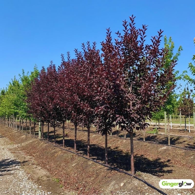 Live Red Choke Cherry Tree in 2.5 Inch Pot, Well Rooted, Easy Care Chokecherry Plant, Ornamental Plant with Red Foliage for Garden & Landscape