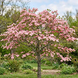 2 Pink Dogwood Tree, Cornus Florida Rubra, 6-12" Inch Tall in 2.5 Pot, Cold-Hardy Flowering Perennial, Low Maintenance Tree with Pink Blossoms