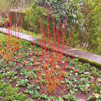 4 Red Osier Twig Dogwood Live Plant | 10–12 Inch Hardy Native Outdoor Shrub with Red Winter Stems