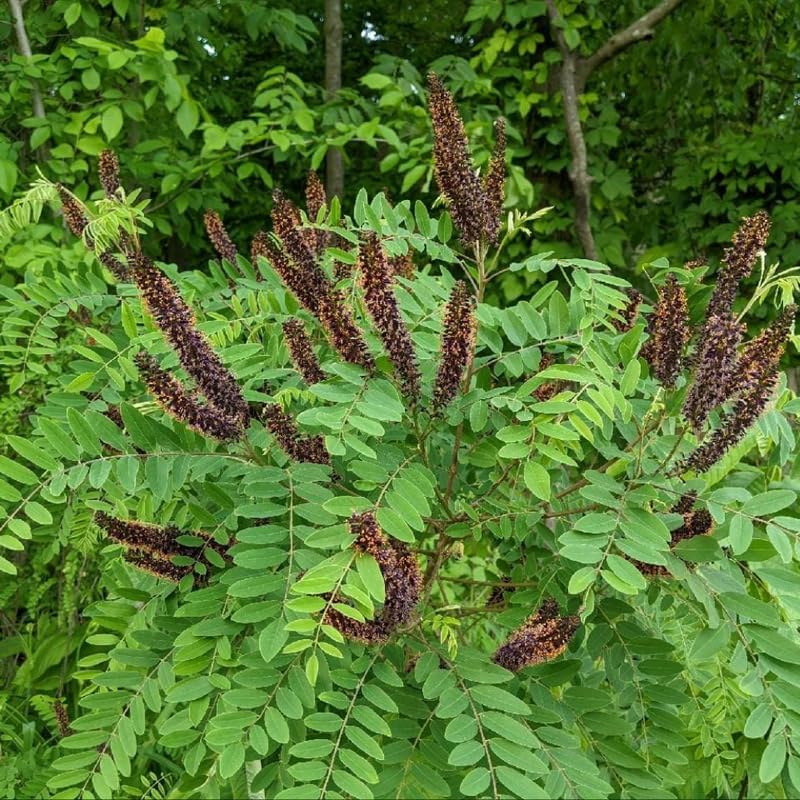 10 False Indigo Bush Live Plants | 1-2 Feet Tall Bare Root Seedlings | Amorpha Fruticosa Native Flowering Shrub | Purple Spiked Blooms for Landscapes and Rain Gardens