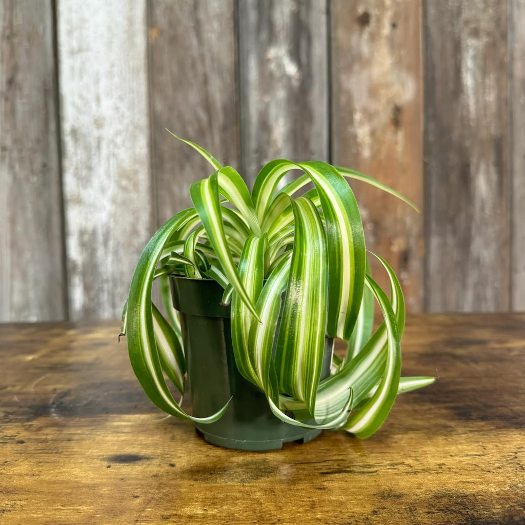 Curly Spider Plants Live House Plant | 4 Inch Pot Hanging Bonnie Spider Plant | Low Maintenance, Thrives in Home & Office, Perfect for Plant Enthusiasts