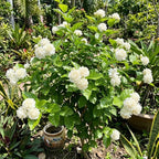 Grand Duke Jasmine Plant, 5-8 Inch Tall, Arabian Jasmine Plant, Low Maintenance Fragrant Perennial for Sunny Porches and Decorative Pots