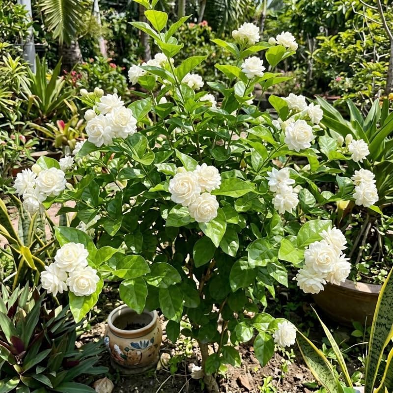 Grand Duke Jasmine Plant, 5-8 Inch Tall, Arabian Jasmine Plant, Low Maintenance Fragrant Perennial for Sunny Porches and Decorative Pots