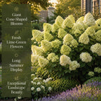Limelight Hydrangea Tree Live Plant, 6-12" Tall in Quart Pot, Panicle Hydrangea for Planting, Grow Robust, Easy to Care Flowers for Landscapes