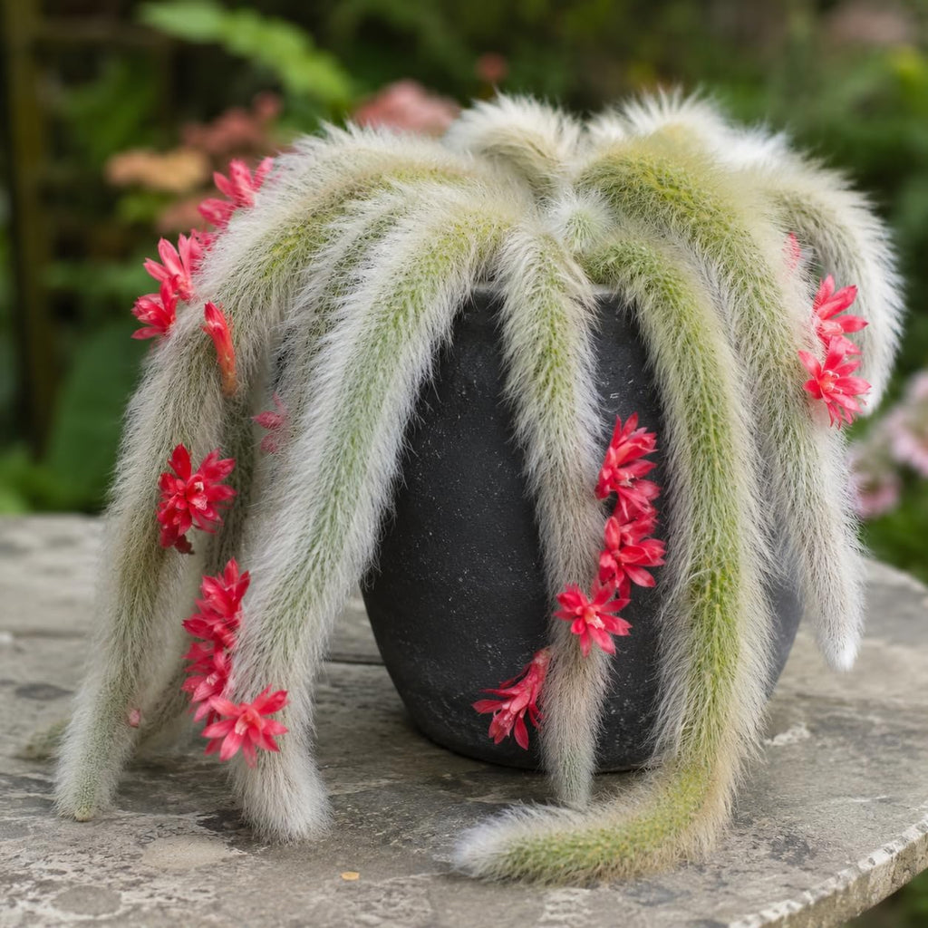 Monkey Tail Cactus Live Plant, 4-7 Inc Tall, Hanging Succulent Plants Live, Rare Succulents Live Plants