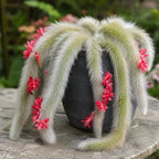 Monkey Tail Cactus Live Plant, 4-7 Inc Tall, Hanging Succulent Plants Live, Rare Succulents Live Plants