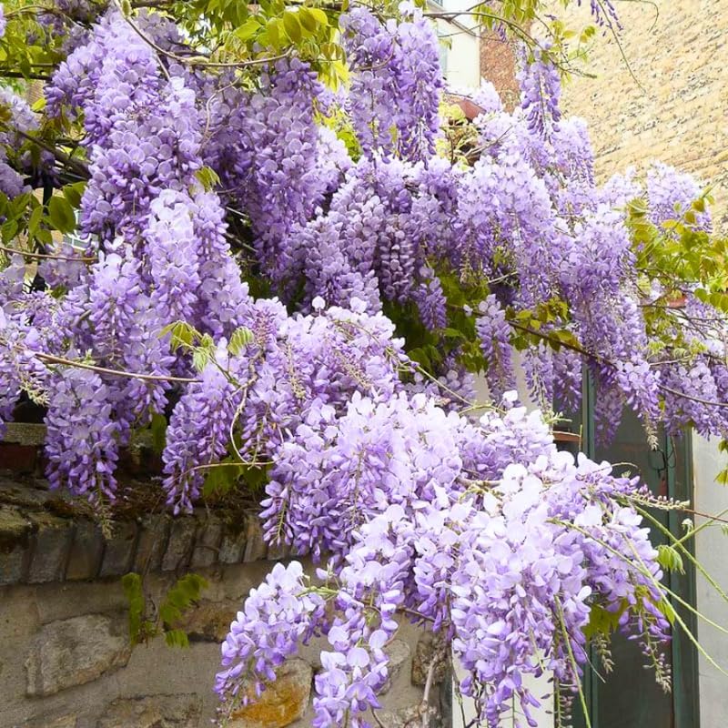 2 Purple Wisteria Tree in 2.5 Inch Pot, Amethyst Wisteria 12-18 Inch Tall, Well - Rooted Purple Flowering Tree, Long Trailing Lavender Purple Flowers