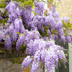2 Purple Wisteria Tree in 2.5 Inch Pot, Amethyst Wisteria 12-18 Inch Tall, Well - Rooted Purple Flowering Tree, Long Trailing Lavender Purple Flowers