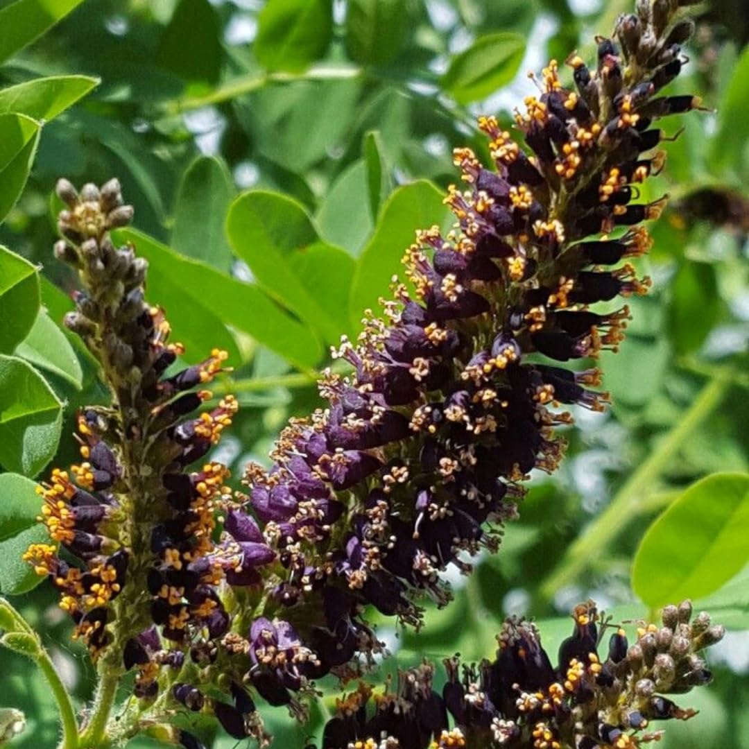 False Indigo Bush Live Plant 6-12 Inch | Amorpha fruticosa | Hardy Flowering Shrub with Deep Purple Spikes | Ideal for Pollinator Gardens & Landscapes
