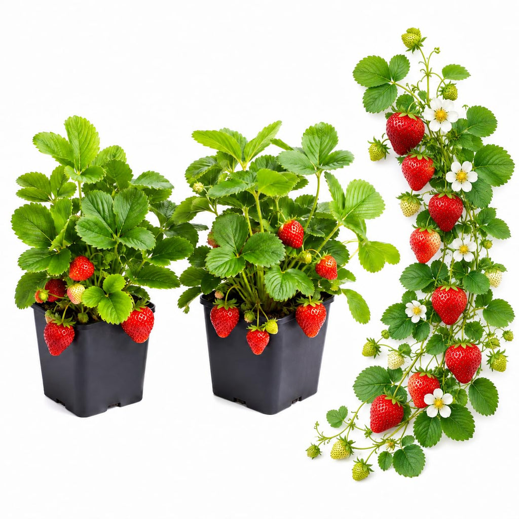 2 Mountain Strawberry Plants for Fall Planting, 3-6" Tall in Pot, Live Strawberry Plant, Cold Hardy Perennial Fruit Plants, for Backyard Gardens and Hanging Baskets