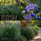 2 Flax Lily Live Plants,  4-6 Inch Tall, Well-Rooted Cold-Hardy Evergreen, Low Maintenance Grass for Shady Yard Borders