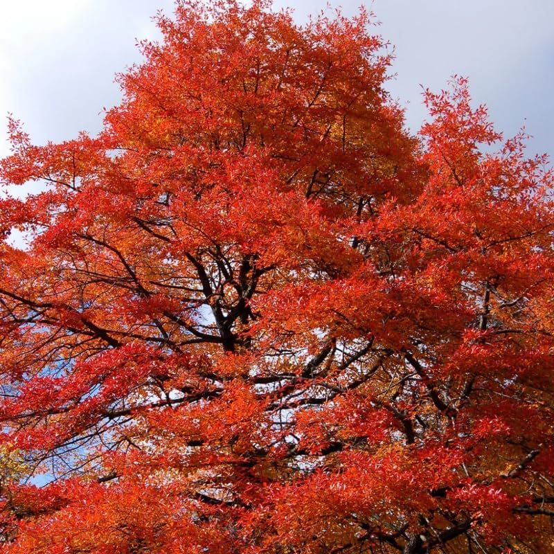 5 Black Tupelo Gum Tree Live Plant – 6 to 12 Inch Tall | Hardy Native Trees with Brilliant Fall Red Color | Great for Landscapes