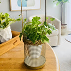 Gold English Ivy Live in 6 Inch Pot for Planting | Real English Ivy Live Plant | Trailing Plant & Climbing Vine | Easy Care House Plant | Real English Ivy Plants for Indoor & Outdoor Spaces