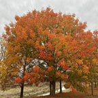 2-Pack Chinese Pistachio Live Bare Root Seedlings | 12-24" Rooted Cuttings | Drought-Tolerant Native Alternative Shade Tree