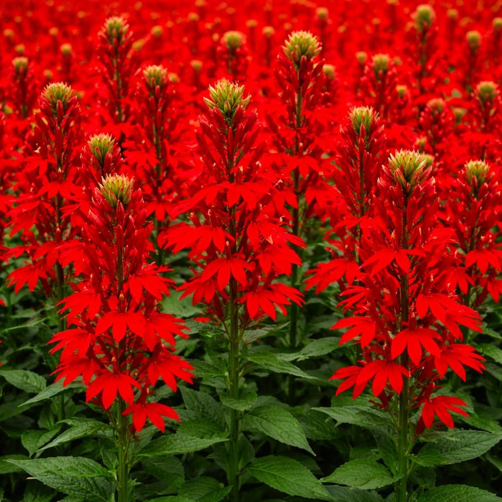 5 Red Cardinal Flower Roots, Easy to Grow, Fast Growing, Perennial Wildflower with Vibrant Blooms, Ideal for Garden Beds & Borders