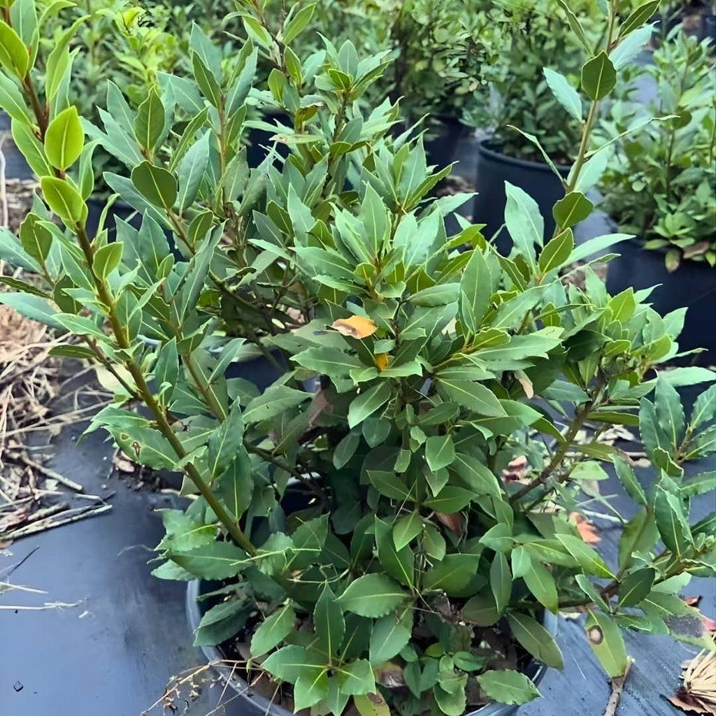Bay Leaf Tree Live Plant in 4 Inch | Fresh Bay Laurel Herb | Ideal for Home Kitchen Garden | Indoor or Outdoor Garden Use