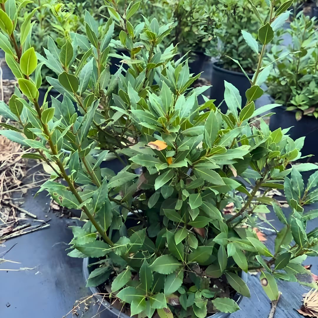 Bay Leaf Tree Live Plant in 4 Inch | Fresh Bay Laurel Herb | Ideal for Home Kitchen Garden | Indoor or Outdoor Garden Use