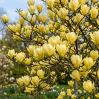 Ann Magnolia Tree Live, 12-18 Inch Tall in 2.5 Inch Pot, Low Maintenance Fragrant Multi-Petal Flowering Shrub for Small Yards and Focal Points