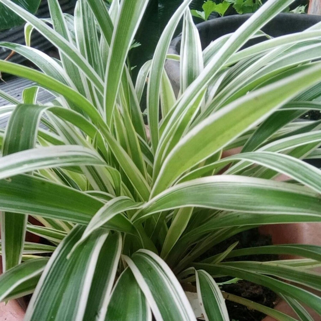 Spider Plant Live Houseplants in 4 Inch Pot | Air-Purifying, Low Maintenance, Thrives in Home & Office | Perfect for Plant Enthusiasts | Perfect for Beginners & Green Home Styling