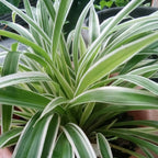 Spider Plant Live Houseplants in 4 Inch Pot | Air-Purifying, Low Maintenance, Thrives in Home & Office | Perfect for Plant Enthusiasts | Perfect for Beginners & Green Home Styling