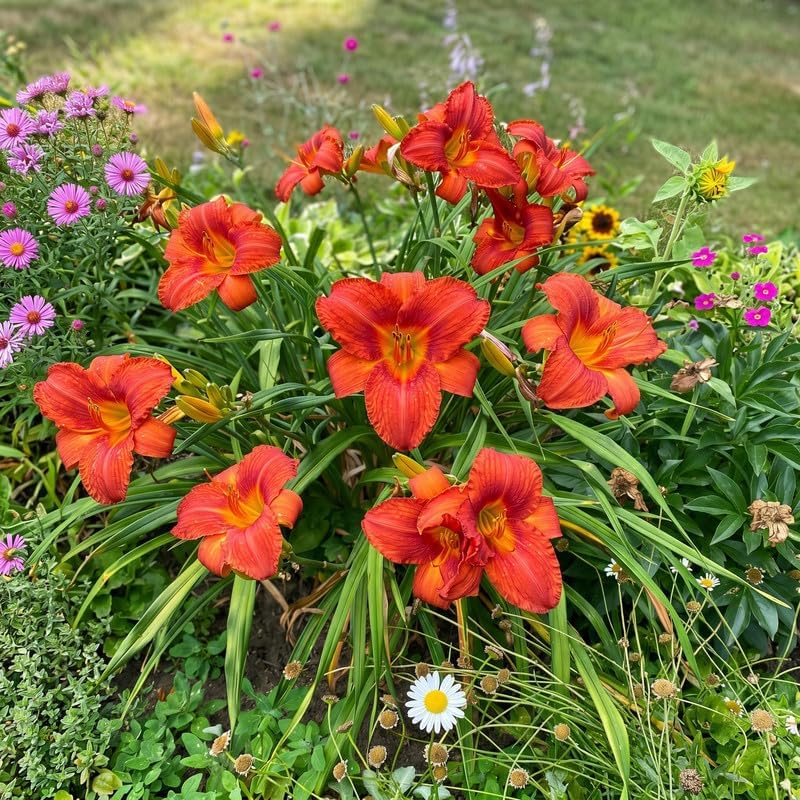 3 Red Volunteer Daylily Plant Bare Roots, Fast Growing, Easy to Grow Daylilies Perennial Plants, Ready to Plant for Outdoor Garden & Landscaping