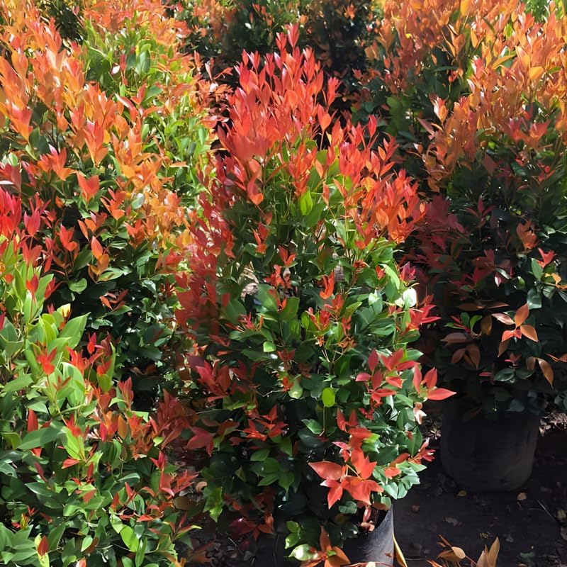 10 Dwarf Nandina Live Plants | 2.5-Inch Pot | Nandina Shrubs for Outdoor Growing | Suitable for Borders, Containers, and Walkways