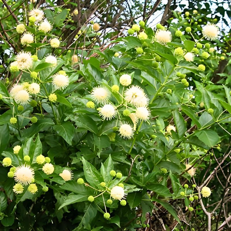 10 Buttonbush Live Plant | Cephalanthus occidentalis Live Shrubs | 1–2 Feet Tall | Great for Pollinator Gardens, Wetland & Landscape Planting