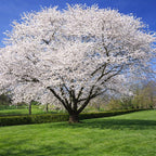 Snowgoose Cherry Tree Live Plant, 6-12 Inch Tall Starter Plant, Japanese Cherry Blossom Tree, Easy Care Flowering Tree for Planting Outdoors