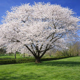 Snowgoose Cherry Tree Live Plant, 6-12 Inch Tall Starter Plant, Japanese Cherry Blossom Tree, Easy Care Flowering Tree for Planting Outdoors