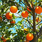 Hamlin Orange Tree for Planting | 2.5–3 Ft Live Citrus Plant | Easy-Grow Edible Fruit Tree for Home Gardens & Patios | No Ship to CA,HI,AK