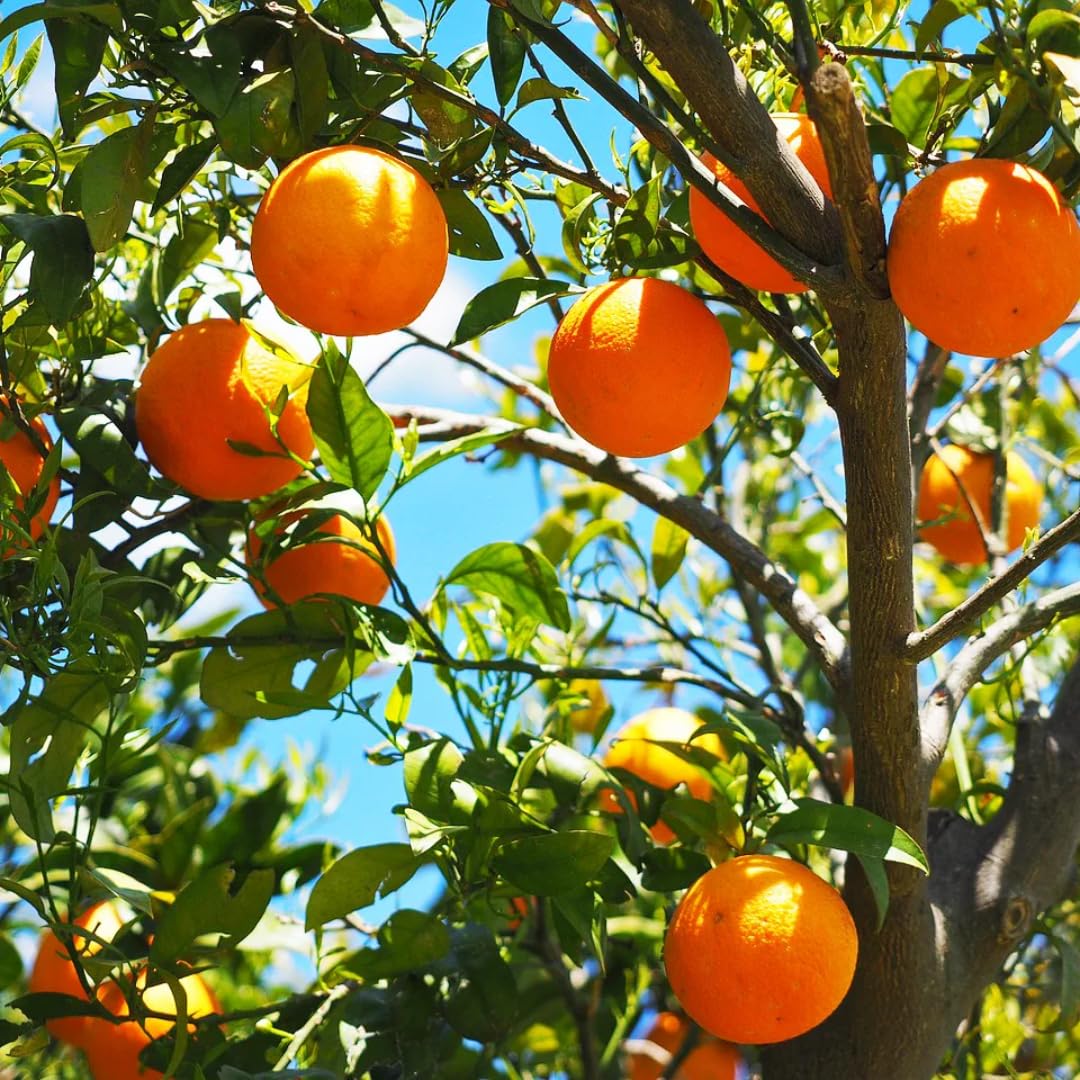 Hamlin Orange Tree for Planting | 2.5–3 Ft Live Citrus Plant | Easy-Grow Edible Fruit Tree for Home Gardens & Patios | No Ship to CA,HI,AK