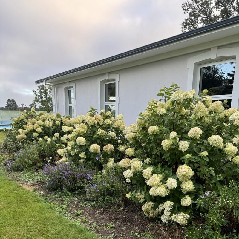 Limelight Hydrangea Live Flowering Plant | Quart Pot | Cold-Hardy Panicle Shrub with Lime-Green Blooms | Well-Rooted Ornamental Garden Plant