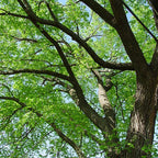 Live Siberian Elm Trees 6-12 Inc | Fast-Growing Elm Tree for Privacy Screens, Boundary Rows & Garden Landscaping | Easy to Grow