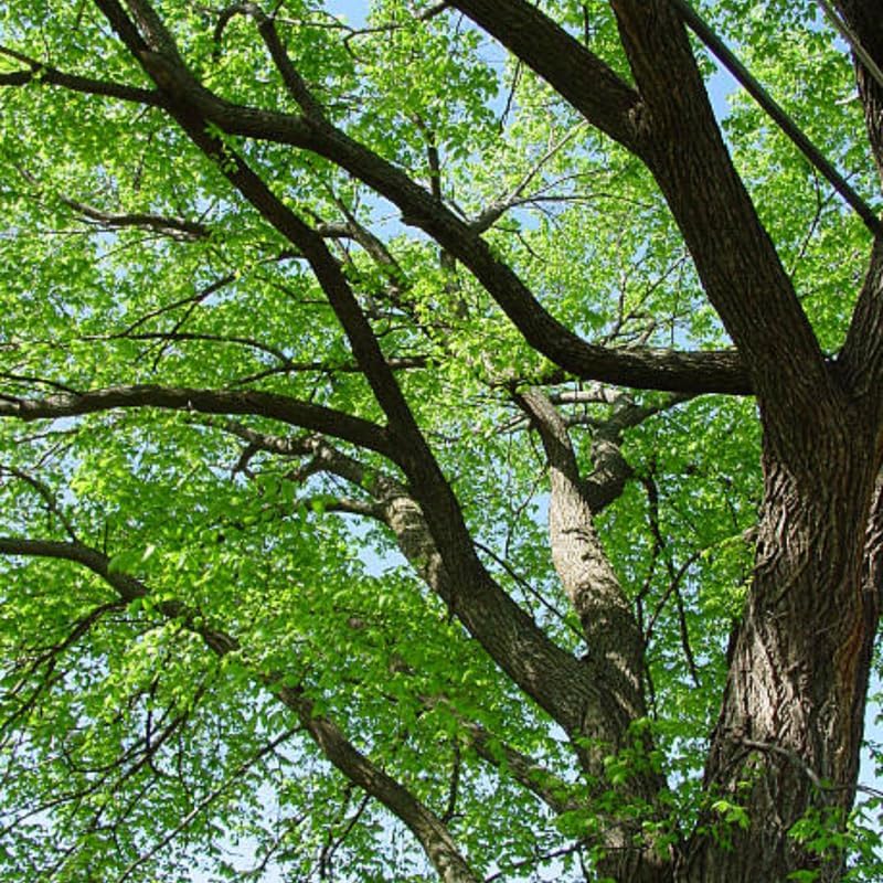 Live Siberian Elm Trees 6-12 Inc | Fast-Growing Elm Tree for Privacy Screens, Boundary Rows & Garden Landscaping | Easy to Grow