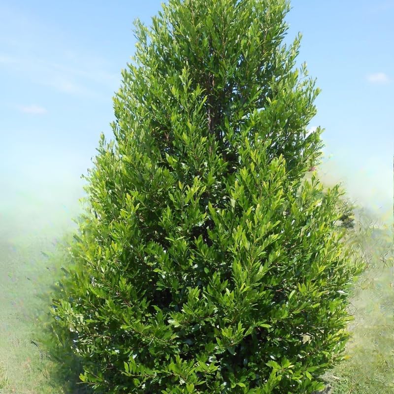 2 Cherry Laurel Live Bare Root Seedlings | 12-24" Rooted Cuttings | Cold-Hardy Evergreen Shrub | Well-Rooted Native Plants for Outdoor Garden